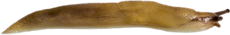 Malacolimax tenellusSVAMPSNIGEL5,5 × 34,7 mm